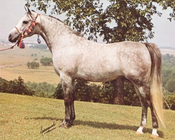 stallion Samim ox (Arabian purebred, 1966, from Ansata Ibn Halima 1958 EAO)