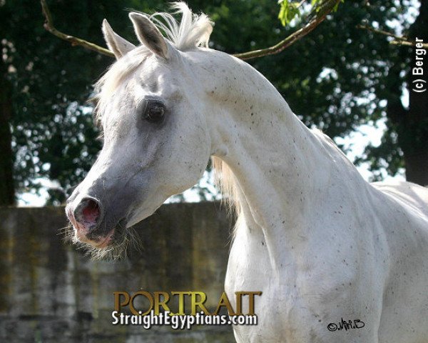 stallion Scharif El Bataa ox (Arabian purebred, 1985, from Mameluck 1969 EAO)