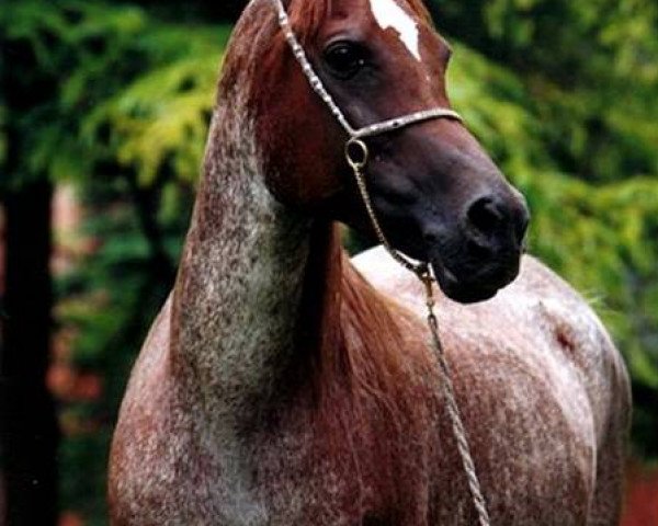 broodmare Shahwana EAO (Arabian purebred, 1990, from El Moniet EAO)