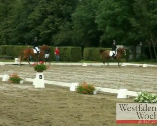 Westfalen-Woche Münster-Handorf
Donnerstag, 28. Juli 2011
01 Reitpferdeprüfung - 3j. Stuten und Wallache