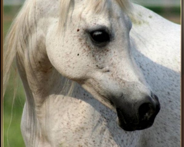 broodmare Nk Soraya ox (Arabian purebred,  , from Ibn Nejdy EAO)