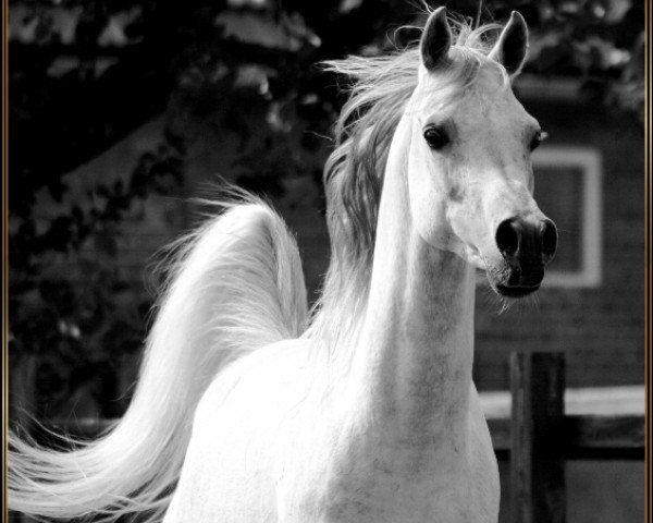 stallion Sahib ox (Arabian purebred, 2001, from Salaa El Dine EAO)