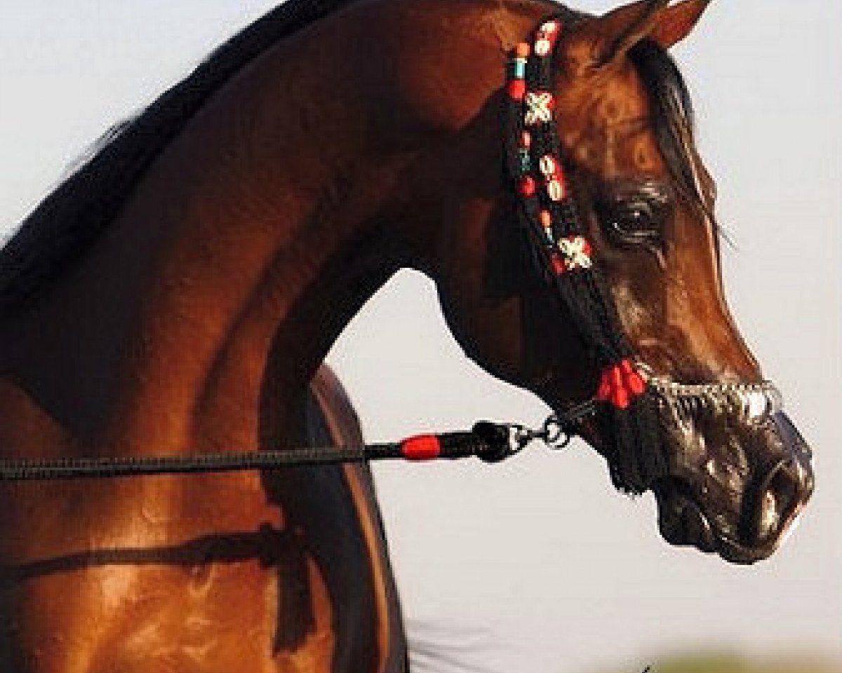 stallion Shy Gayfeen EAO (Arabian purebred, 1998, from Safeen EAO)