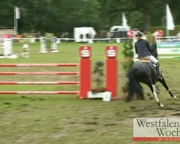 Westfalen-Woche Münster-Handorf
Samstag, 30. Juli 2011
60 Springprüfung Kl. M*
