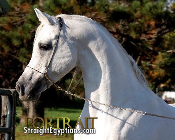 stallion EAI Silvereen ox (Arabian purebred, 1996, from Safeen EAO) stallion EAI Silvereen ox (Arabian purebred, 1996, from Safeen EAO)