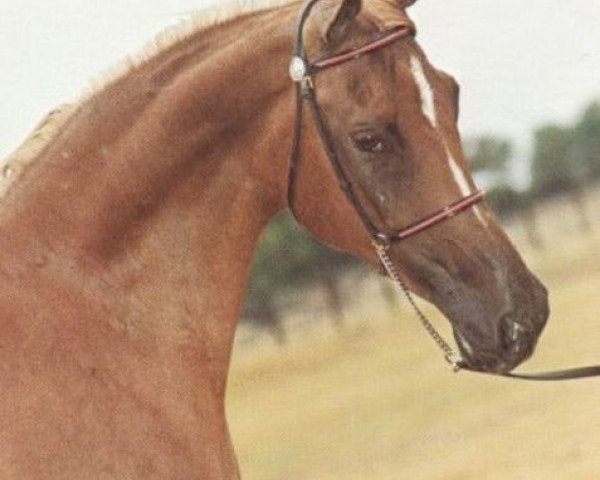 broodmare Hoyeda EAO (Arabian purebred, 1963, from Morafic 1956 EAO)