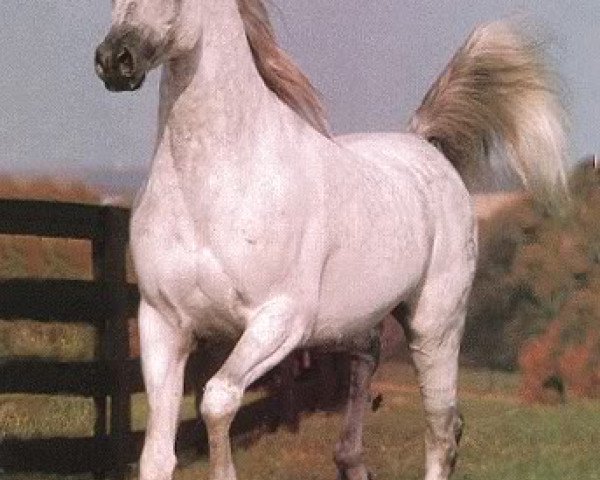 stallion Moniet El Nafis ox (Arabian purebred, 1976, from Ibn Moniet El Nefous 1964 EAO)