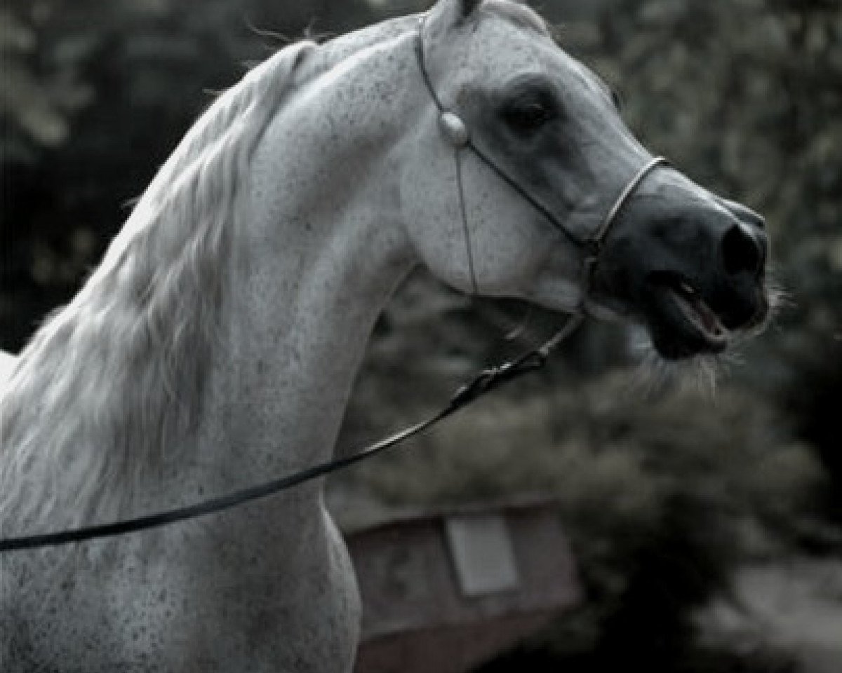 stallion Safeen EAO (Arabian purebred, 1991, from Ibn Safinaz EAO)