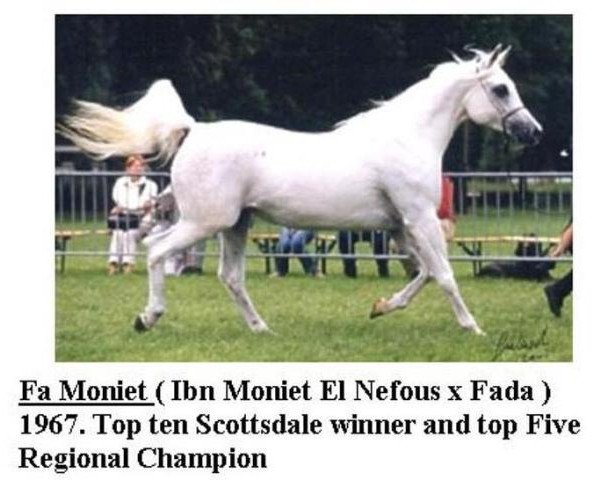 broodmare FA Moniet ox (Arabian purebred, 1967, from Ibn Moniet El Nefous 1964 EAO)