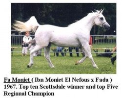 broodmare FA Moniet ox (Arabian purebred, 1967, from Ibn Moniet El Nefous 1964 EAO)