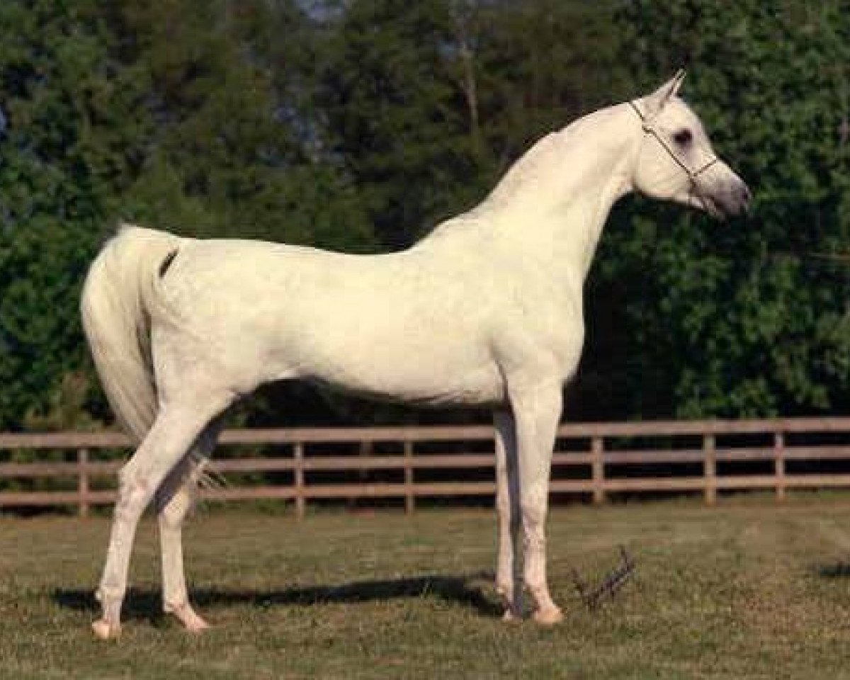 stallion Prince FA Moniet ox (Arabian purebred, 1981, from The Egyptian Prince 1967 ox)