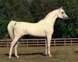 stallion Prince FA Moniet ox (Arabian purebred, 1981, from The Egyptian Prince 1967 ox)