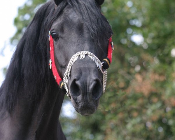 stallion Kudaira Nuri Ibn Salaam EAO (Arabian purebred, 2000, from Ansata El Salaam ox)
