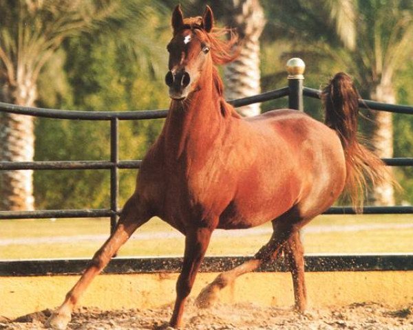 broodmare Nashwa EAO (Arabian purebred, 1991, from Salaa El Dine EAO)