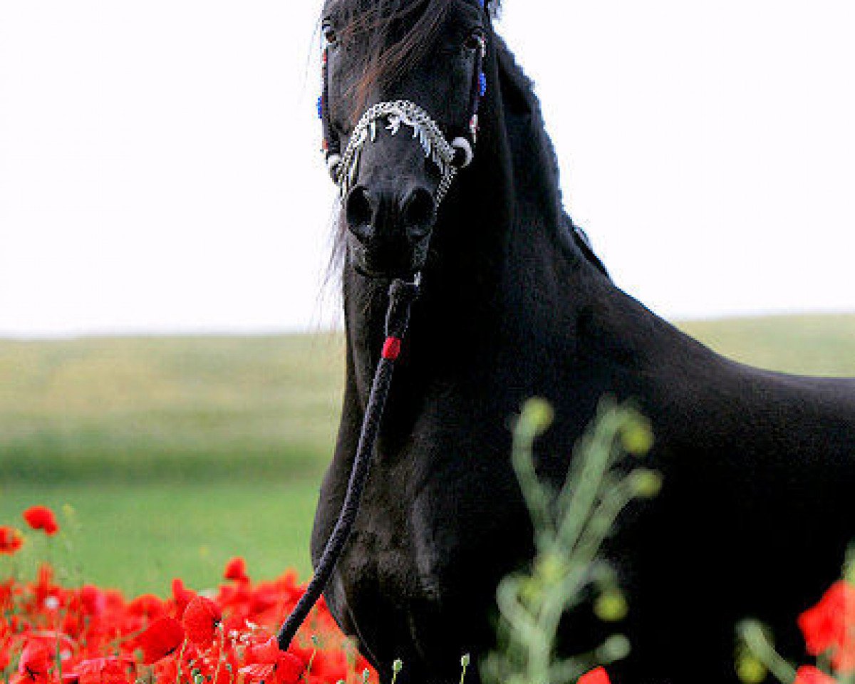 stallion NK Ibn Leyl EAO (Arabian purebred, 1997, from Nahaman ox)