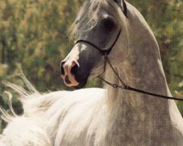stallion Ruminaja Bahjat 1977 EAO (Arabian purebred, 1977, from Shaikh Al Badi 1969 ox)