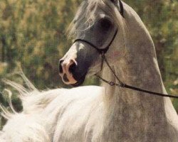 stallion Ruminaja Bahjat 1977 EAO (Arabian purebred, 1977, from Shaikh Al Badi 1969 ox)