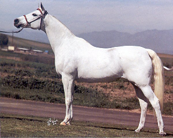 broodmare Talya EAO (Arabian purebred, 1969, from Talal EAO)