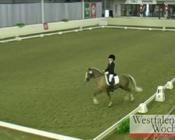 Westfalen-Woche Münster-Handorf
Samstag, 30. Juli 2011
16 Dressurponyprüfung Kl. A - 5+6j. Ponys
