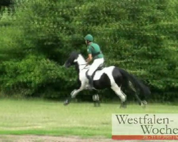 Westfalen-Woche Münster-Handorf
Freitag, 29. Juli 2011
23 Geländeprüfung Kl.L
