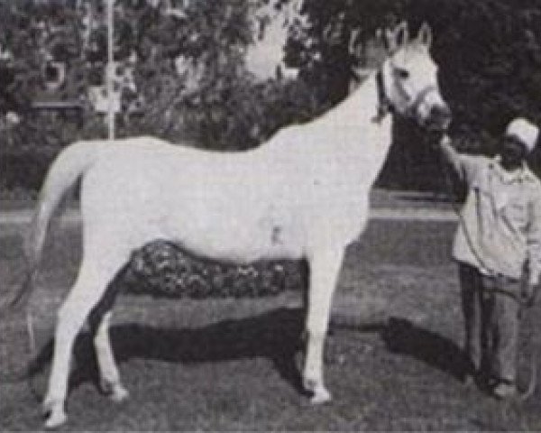 broodmare Neamat EAO (Arabian purebred, 1962, from Morafic 1956 EAO)