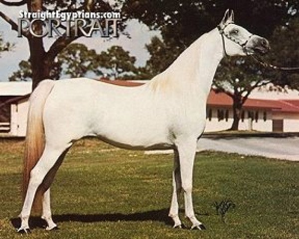 broodmare Nabda EAO (Arabian purebred, 1974, from Wahag EAO)