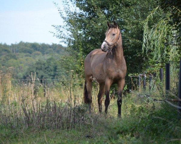horse C.C. Golden Lady (Mecklenburg, 2011, from Creme de la Creme)