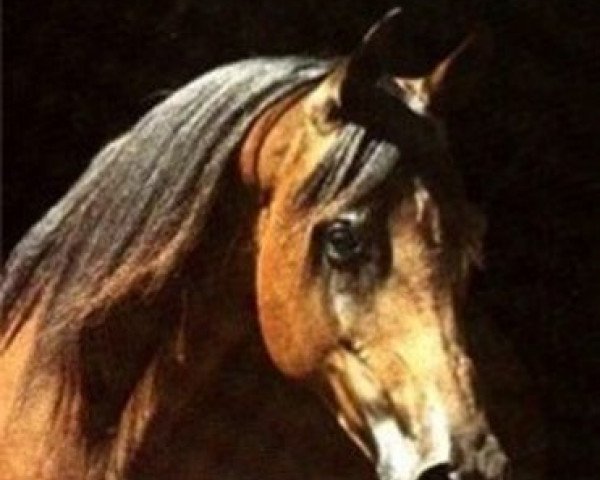 broodmare Habeebaa ox (Arabian purebred, 1969, from El Araby EAO)