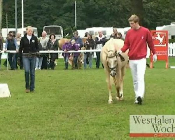 Westfalen-Woche Münster-Handorf
Samstag, 30. Juli 2011
Eliteshow Kleinpferde