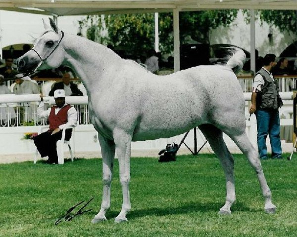 Zuchtstute Imperial Kaliya ox (Vollblutaraber, 1990, von Imperial Al Kamar EAO) Zuchtstute Imperial Kaliya ox (Vollblutaraber, 1990, von Imperial Al Kamar EAO)