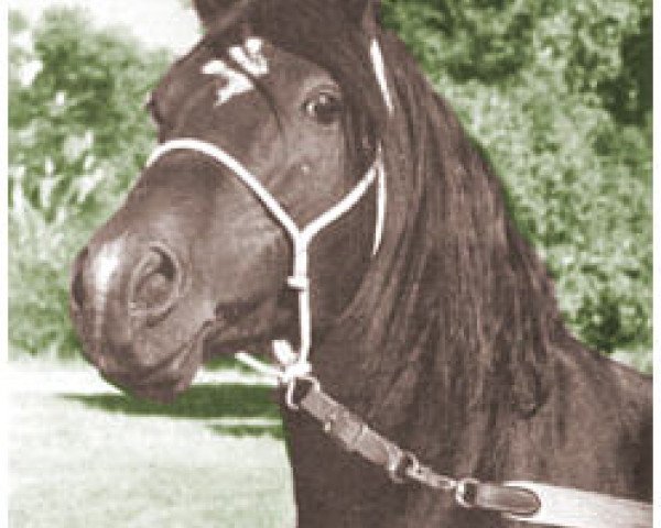 stallion Fasaab 1948 ox (Arabian purebred, 1948, from Fadl 1930 RAS)
