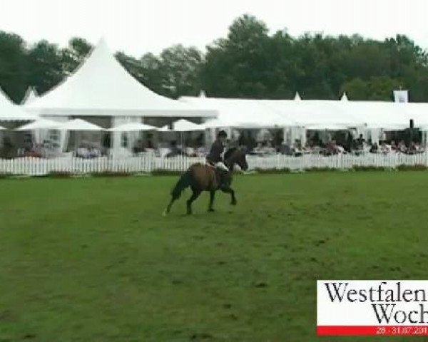 Westfalen-Woche Münster-Handorf
Donnerstag, 28. Juli 2011
62 Springprüfung Kl. M**für 6-8jähr. Pferde

