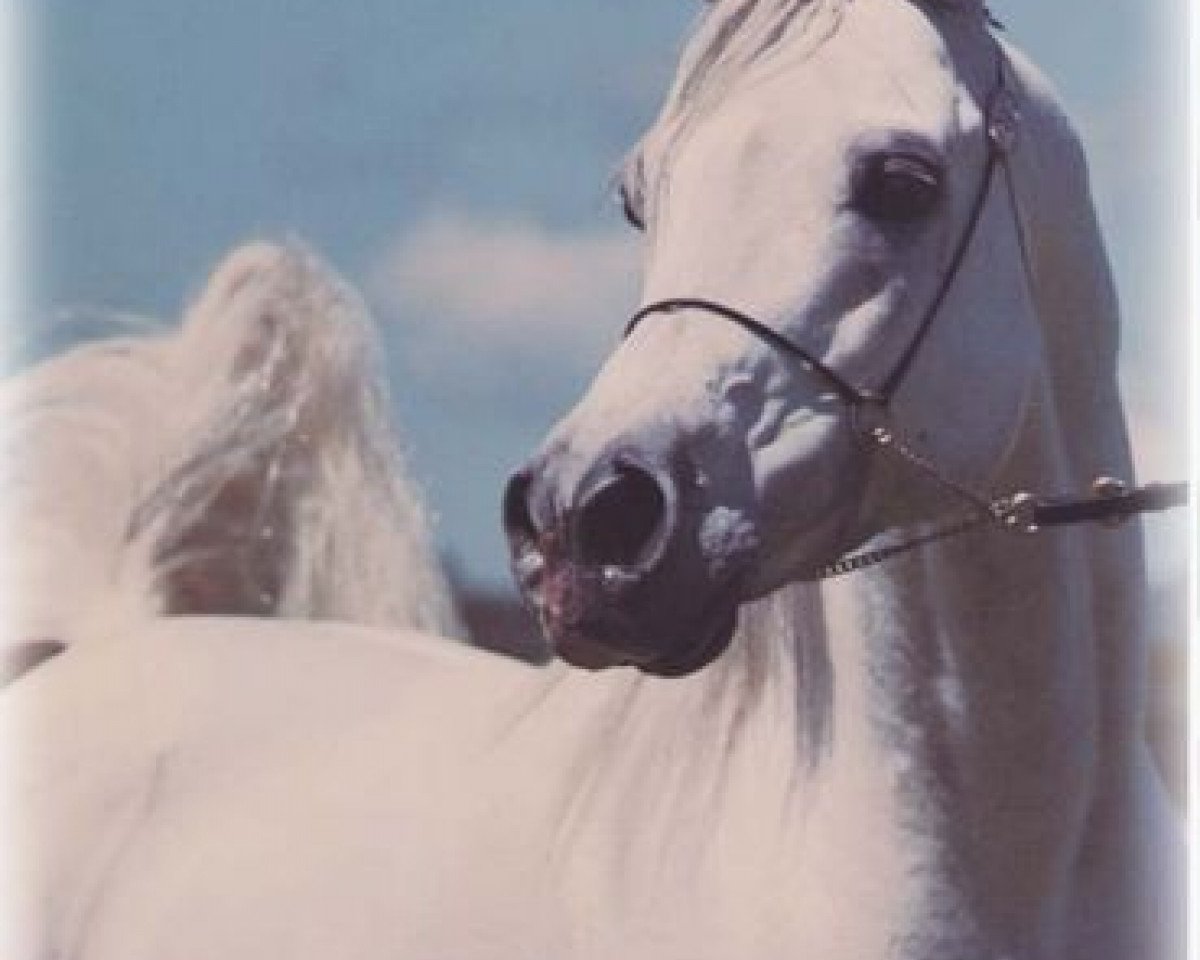 stallion El Halimaar ox (Arabian purebred, 1980, from Ansata Ibn Halima 1958 EAO)