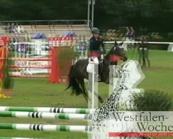 Westfalen-Woche Münster-Handorf
Freitag, 29. Juli 2011
32 Springponyprüfung Kl. A** - 5 bis 6j. Ponys