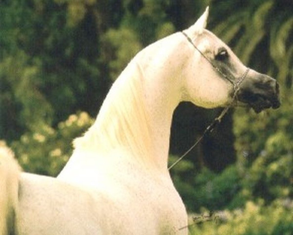 stallion Imperial Madheen ox (Arabian purebred, 1984, from Messaoud 1979 ox)