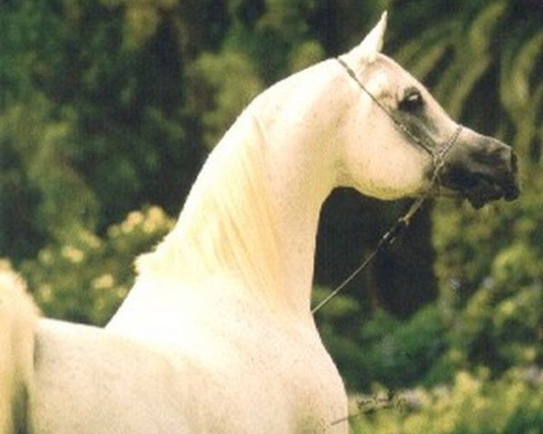 stallion Imperial Madheen ox (Arabian purebred, 1984, from Messaoud 1979 ox)