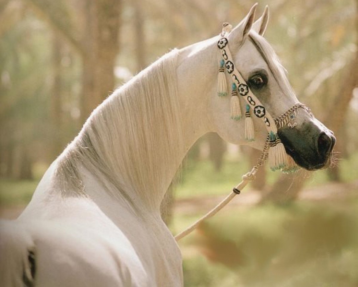 stallion Imperial Mahzeer ox (Arabian purebred, 1989, from Imperial Madheen ox)