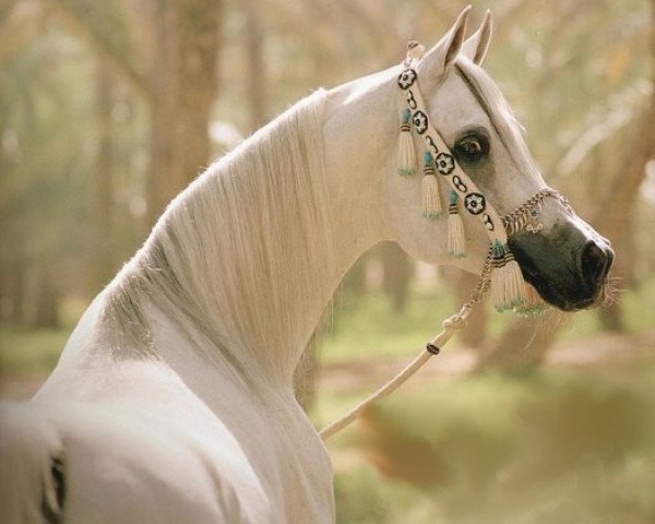 stallion Imperial Mahzeer ox (Arabian purebred, 1989, from Imperial Madheen ox)