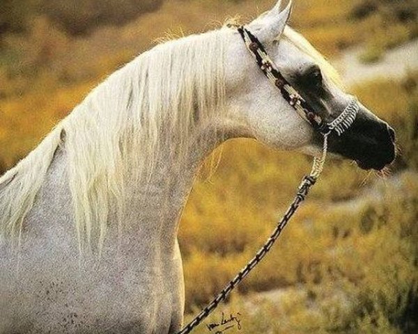 stallion Safir ox (Arabian purebred, 1991, from Salaa El Dine EAO)