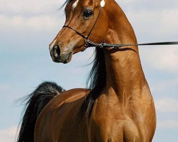 horse Imperial Mistaar ox (Arabian purebred, 2002, from Imperial Baarez ox)