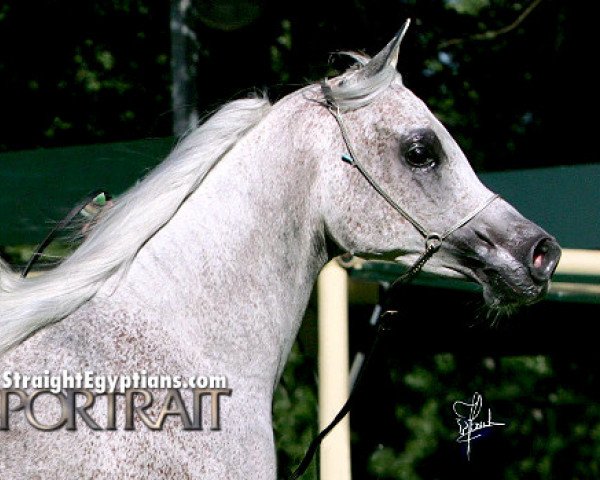 horse Imperial Baarillla ox (Arabian purebred, 2000, from Imperial Baarez ox)