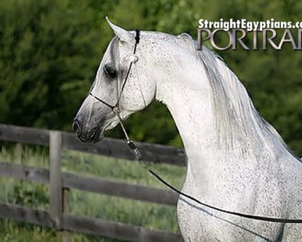 stallion MB Mistaz ox (Arabian purebred, 1993, from Ibn Safinaz EAO)
