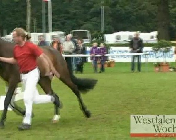 Westfalen-Woche Münster-Handorf
Samstag, 30. Juli 2011
Eliteshow Kleinpferde
