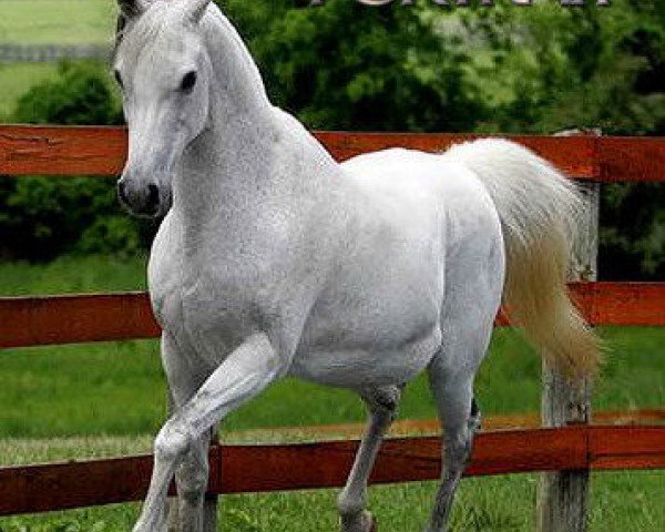 broodmare Imperial Safillla ox (Arabian purebred, 1992, from Ibn Safinaz EAO)