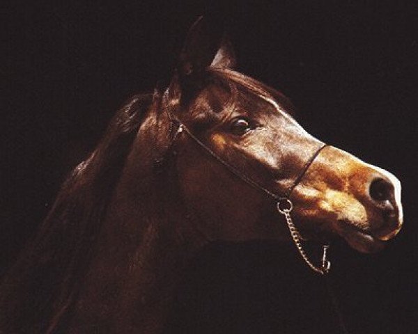 broodmare Falima 1965 ox (Arabian purebred, 1965, from Ansata Ibn Halima 1958 EAO)