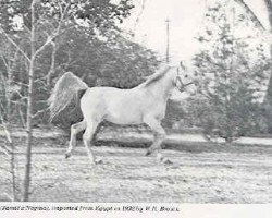 broodmare Aziza 1868 RAS (Arabian purebred, 1868, from Samhan I 1850 RAS)