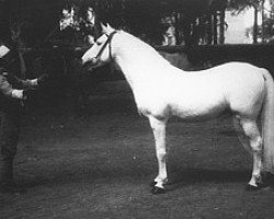 stallion Rascheed EAO (Arabian purebred, 1917, from Jamil 1896 RAS)