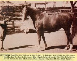 broodmare Bint Bint Dalal RAS (Arabian purebred, 1926, from Ibn Rabdan 1917 RAS)