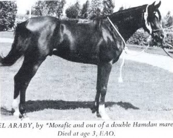 Deckhengst El Araby EAO (Vollblutaraber, 1962, von Morafic 1956 EAO) Deckhengst El Araby EAO (Vollblutaraber, 1962, von Morafic 1956 EAO)