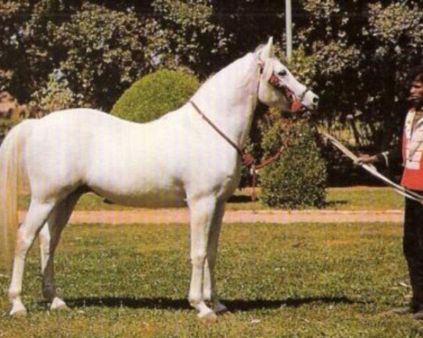 stallion Akhtal EAO (Arabian purebred, 1968, from Amrulla EAO)